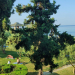 Simantro Resort